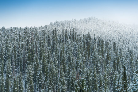 winter coniferous forest in frosty haze, fog over snowy peaks of pines