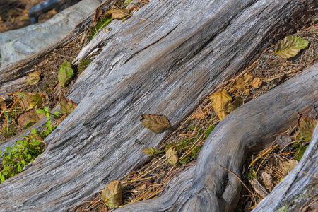 texture of old dry tree trunk