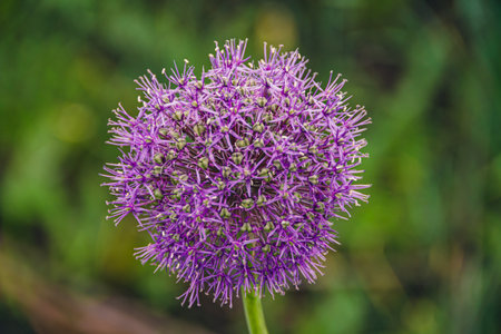 Purple wild onion blossoms in green valleyの写真素材