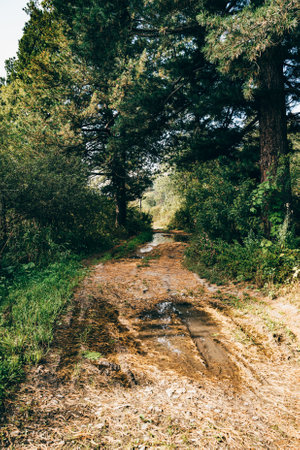 Dirt road in cedar forest is covered with pine needlesの写真素材