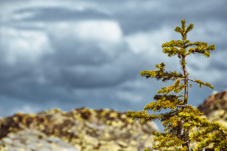 Alone young tree on rocky ridge. Pine on hillside with clouds on horizon