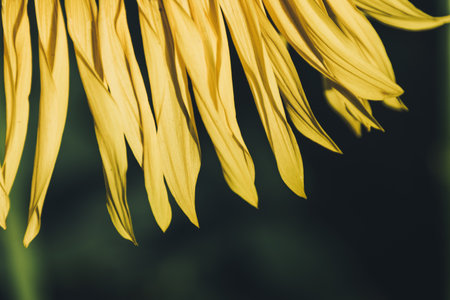 Beautiful sunflower inflorescence in summer gardenの写真素材