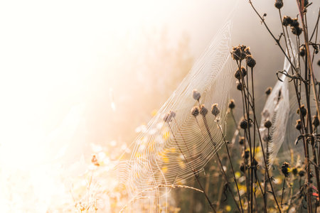 Cobwebs on dry grass on sunny day. Mystical atmosphere in early morning.の写真素材