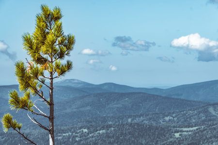 Alone young tree on rocky ridge. Pine on hillside with mountains on horizon