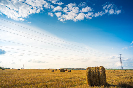 Field of dry yellow grass with round bales of hay. Harvesting on the farmの写真素材