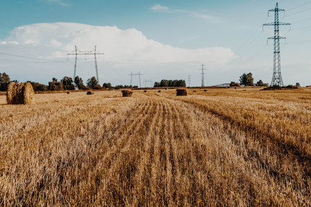 Field of dry yellow grass with round bales of hay. Harvesting on the farmの写真素材