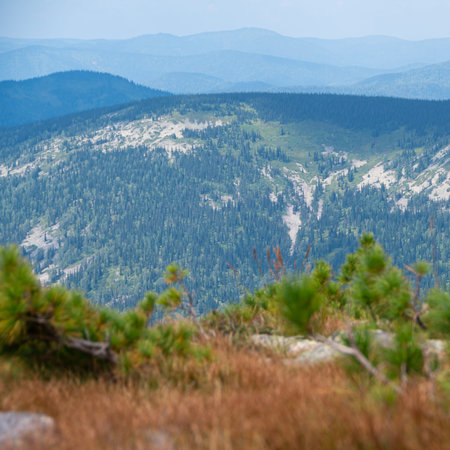 Alone young tree on rocky ridge. Pine on hillside with mountains on horizon