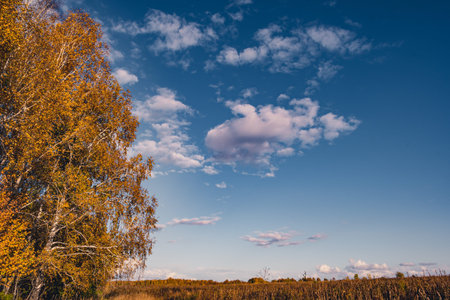 Autumn landscape with yellow trees and clouds