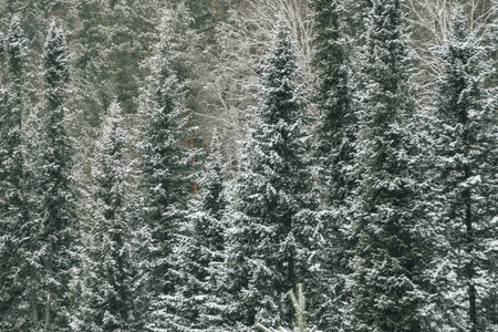 Winter landscape. The forest on hillside is covered with snow and frost. Cold weather in Siberia.