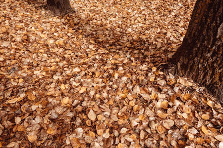 yellow leaves covered ground in city park. Tree trunks in autumn rainy forest. sad atmosphereの写真素材