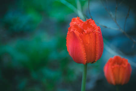 Red tulip buds on garden bed. Flowers for the formation of bouquets. Velvet petals on green stemの写真素材