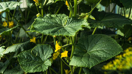 Small cucumber on stem among green foliage. Appearance of first fruits in greenhouse. Growing gherkins and vegetables on farm. Ingredient for fresh vegetarian saladの写真素材