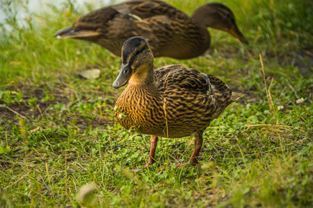 Gray ducks walk in green grass. wild birds in habitat. Naturalist's observations of animals. bird...