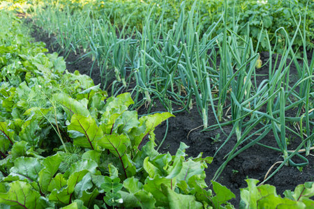 Growing greens on vegetable bed in spring garden. Assorted ingredients for vegetarian salad. Leaves...