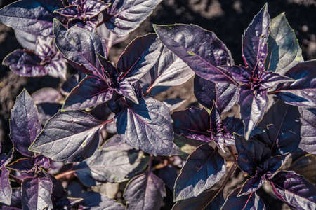Basil leaves on farm vegetable organic bed. Growing spices for salad, fresh herbsの写真素材