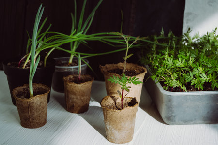 Seedlings in peat pots. Young plants are prepared for planting in spring garden. Gardening in apartment, growing greenery. Vegetarian products for salad.の写真素材