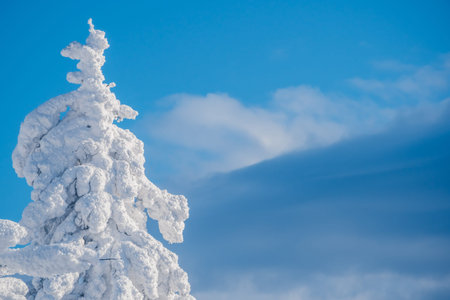 Spruce trees covered with fluffy snow on blue background of sky. Free space for text. Winter forest...