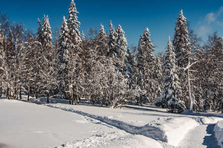 Snowfall in pine winter forest. Branches were covered with frost and snow. Cold temperature frozen fir needles. white trees waiting for blizzardの写真素材