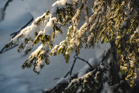 Pine branches are covered with snow. Blizzard in fabulous frosty winter forest. Coniferous needles...