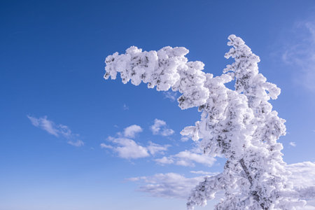 Spruce trees covered with fluffy snow on blue background of sky. Free space for text. Winter forest...
