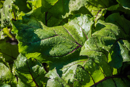 Green beet leaves with purple veins. Growing vegetables on farm. Fresh herbs for borscht. Ingredient...