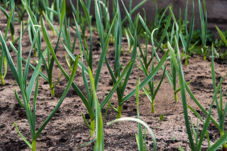 Garlic is grown on bed. Fresh green vegetable leaves on farm. Cultivate for a healthy diet. Harvest for vegetarian dishesの写真素材