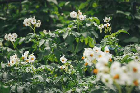 Flowering potato bushes in summer garden. Growing vegetables on farm. Green leaves and white flowers. natural food production. Organic farming concept.の写真素材