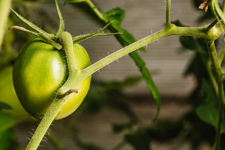Growing green tomatoes in the ground. Vegetables hang on branches, preparing for ripening. Care for...