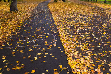 Yellow leaves on sidewalk in city park after rain. Weather gives sadness and melancholy. Seasonal cleaning of city servicesの写真素材