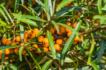 Sea buckthorn grows in wild summer forest. Orange berries with green leaves on branches. Growing fruits in garden, autumn harvestの写真素材