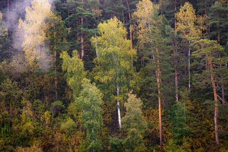 Yellow leaves of autumn foggy forest. Plants and grass have withered when season changes. Rainy period is close to the treesの写真素材