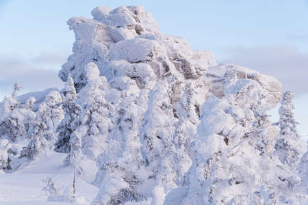Winter landscape with snow covered rock cliff on slope. Coniferous forest after snowstorm. Wood in ice, branches became fluffy from frost. Hill is covered with firs like white carpet.の写真素材
