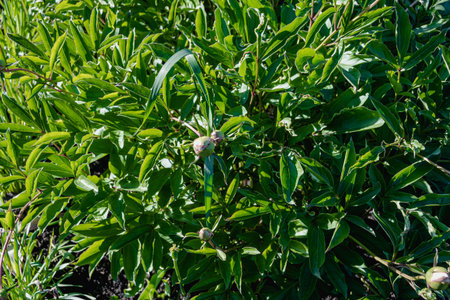 Solid green vegetation. Grass and leaves in wild garden as backdropの写真素材