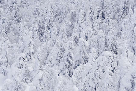 Winter forest with snowy tree tops. White branches are covered with frost, forming textural background. On hillside is frozen coniferous woodland after snowfall.の写真素材
