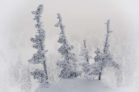 Snow spruces among snowdrifts in winter forest. Branches of trees bent from weight of snowfall. Pine wood white from frost create landscape of frosty fairy taleの写真素材