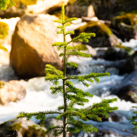 Lonely spruce on banks of river on autumn day. Young coniferous tree with lake. Free space for text, selective focus.の写真素材