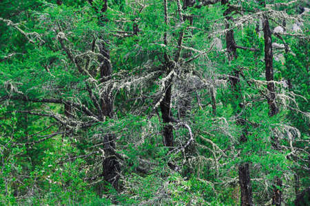 Branches of evergreen larch as background. Harvesting wood in coniferous forest, protecting plants in wildの写真素材
