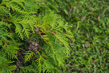 Branch of evergreen Thuja. Ornamental deciduous plant for garden, living art. Wood for landscaping industrial cities in landscape design.の写真素材