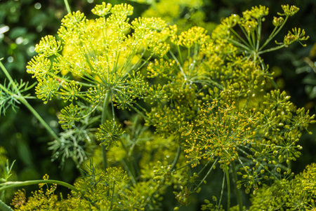 Umbrellas of dill inflorescence on vegetable bed. Cultivation of spices in summer garden. Ingredient...