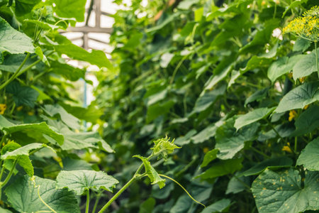 Young cucumber stems curl in greenhouse, clinging to tendrils to guide ropes. Growing vegetables all...