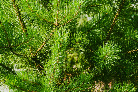 Pine branches in summer forest. Coniferous needles as source of useful trace elements for medicine.