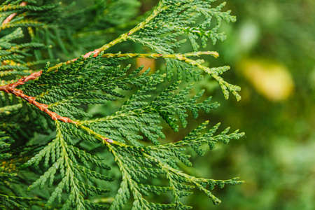 Branch of evergreen Thuja. Ornamental deciduous plant for garden, living art. Wood for landscaping industrial cities in landscape design.の写真素材