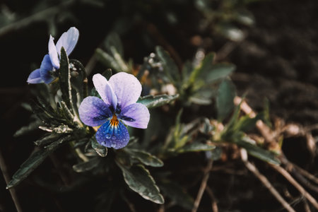 Flowering violets in summer garden. Purple Viola petals on green stems with leaves. It is used in...