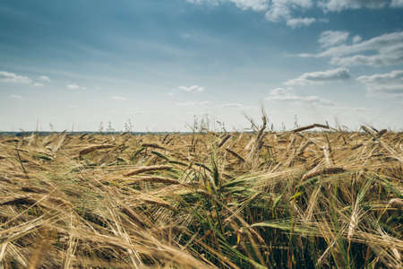 Ears of ripe wheat in field under blue sky. Cultivation of cereals for food safety, providing population with food. Grain harvesting as initial stage of bread production.の写真素材