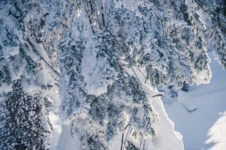 Pine branches are covered with snow. Blizzard in fabulous frosty winter forest. Coniferous needles...