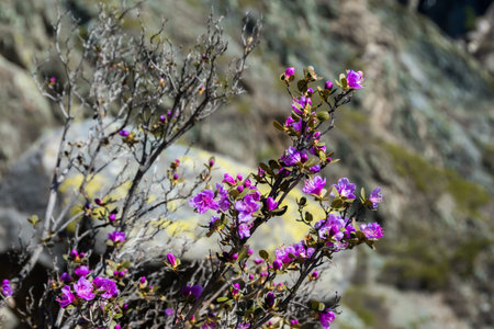 Purple flowers are Rhododendron ledebourii, shrub with upward-pointing branches. In Altai, flowering...