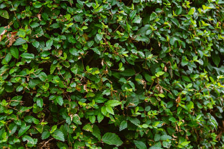 Solid green vegetation. Grass and leaves in wild garden as backdropの写真素材
