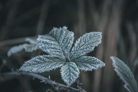Green leaves are covered with frost in the early morning. First autumn frosts, cooling with change of season. Risk of crop loss in gardenの写真素材