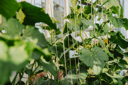 Young cucumber stems with green leaves curl on ropes. Rotation of vegetables in greenhouse, beginning of spring development of plants. Natural gardening without the use of mechanismsの写真素材