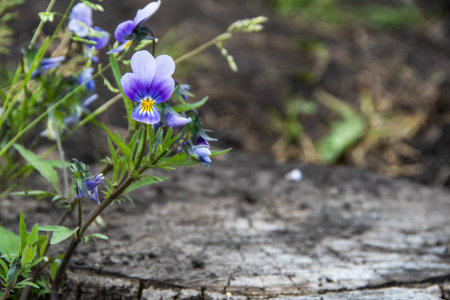Flowering violets in summer garden. Purple Viola petals on green stems with leaves. It is used in medicine as diuretic, antiallergic agent.の写真素材